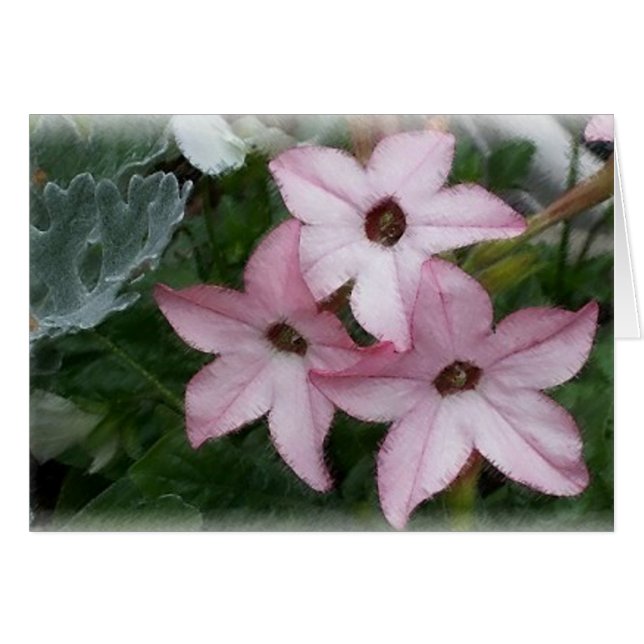 Fleurs d'étoile (Nicotainie) (Devant horizontal)