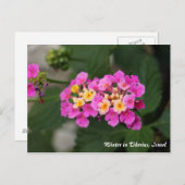 Fleurs D'Hiver En Tibériade, Carte Postale Israël (Devant / Derrière)