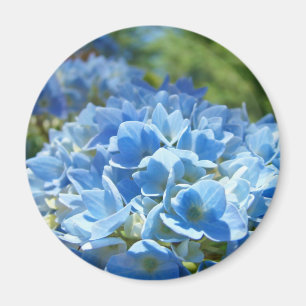 Fleurs d'hortensia bleu aimant Floral Nature