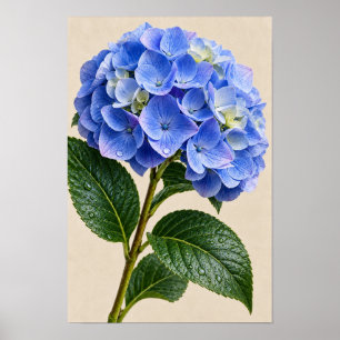 Fleurs d'hortensia bleu - Art mural floral