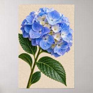 Fleurs d'hortensia bleu - Art mural floral