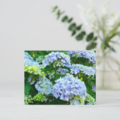 Fleurs d'hortensia bleus Jardins cartes postales B (Debout devant)