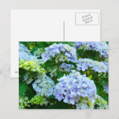Fleurs d'hortensia bleus Jardins cartes postales B (Devant / Derrière)