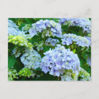 Fleurs d'hortensia bleus Jardins cartes postales B