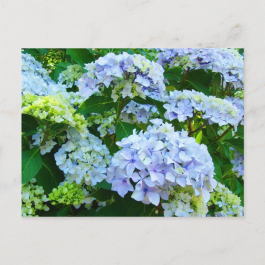 Fleurs d'hortensia bleus Jardins cartes postales B (Devant)
