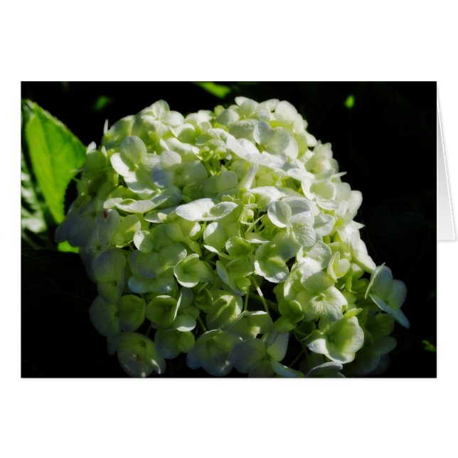 Fleurs d'hydrangées vertes (Devant horizontal)