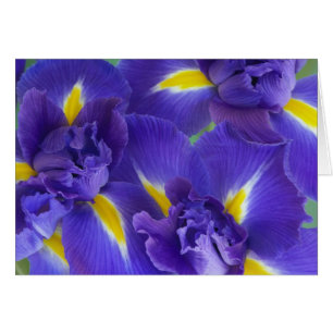Fleurs d'iris