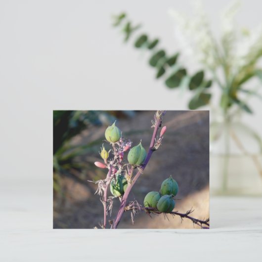 Fleurs du désert Carte postale (Debout devant)