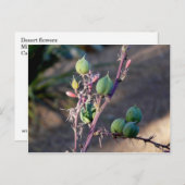 Fleurs du désert Carte postale (Devant / Derrière)