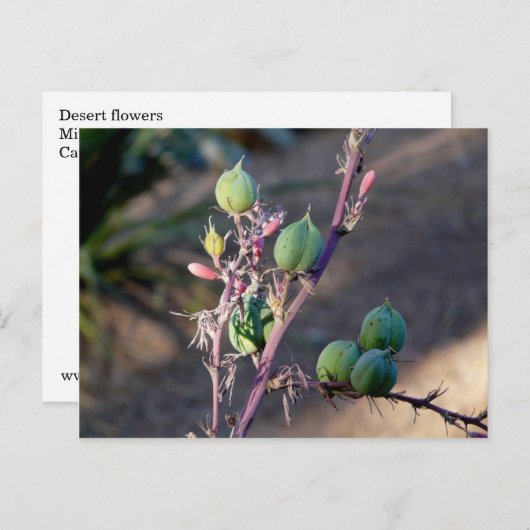 Fleurs du désert Carte postale (Devant / Derrière)