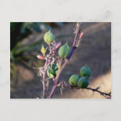 Fleurs du désert Carte postale (Devant)