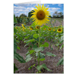 Fleurs du Kansas