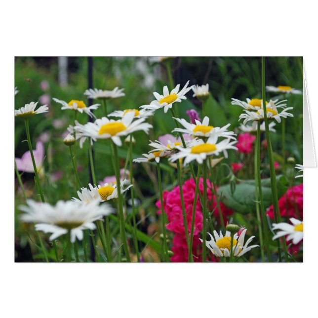 Fleurs du monde (Devant Horizontal)