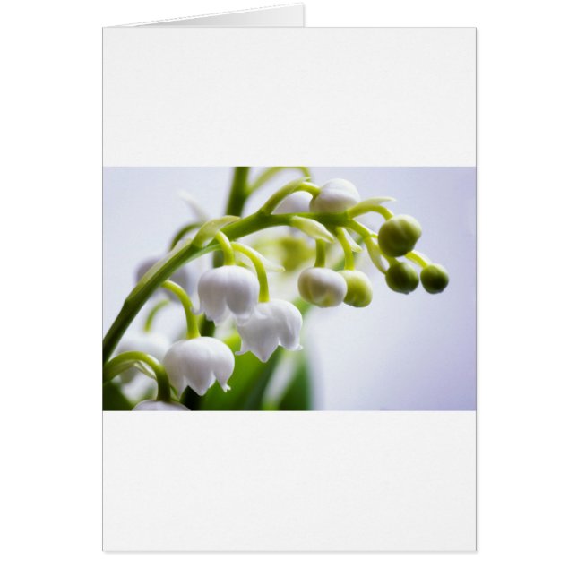 Fleurs du muguet (Devant)