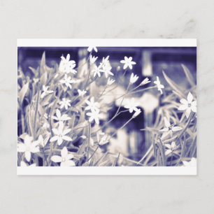 Fleurs en forme d'étoile Étincelle, carte postale