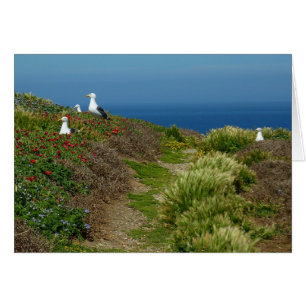 Fleurs et mouettes sur l'île Anacapa