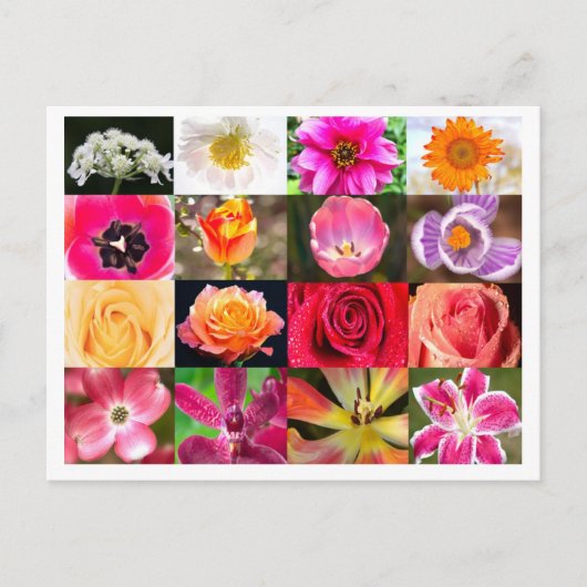 Fleurs, Fleurs Partout Carte Postale (Devant)