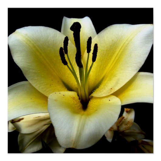 Fleurs florales 20" x 20" Poster Papier (Semi-Glos (Devant)