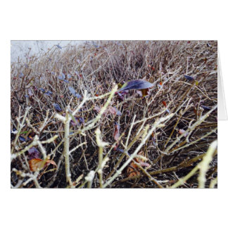 Fleurs Grasses, Ma Vue