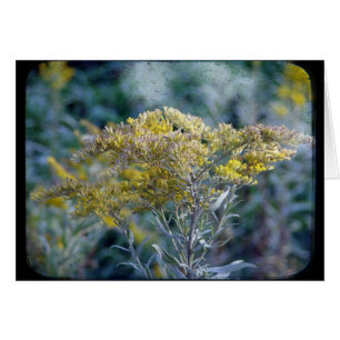 Fleurs horaires d'automne