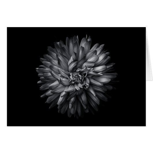 Fleurs jardins En Noir Et Blanc 20 (Devant horizontal)