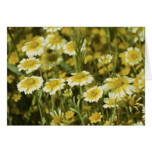 Fleurs jaunes