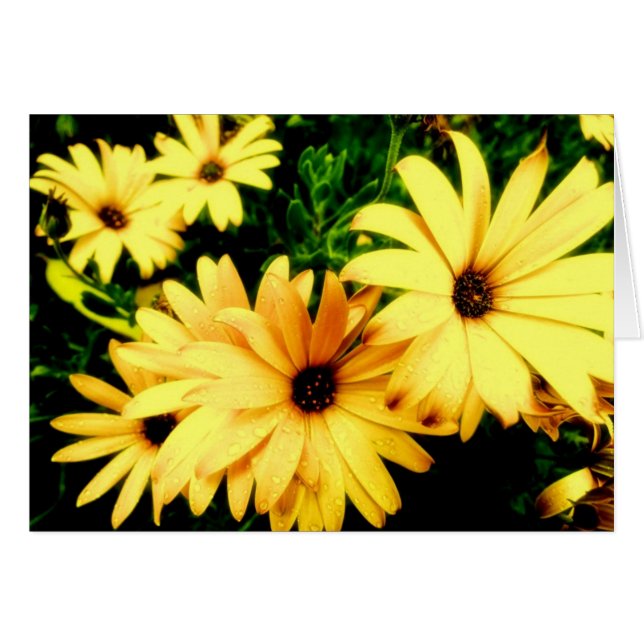 Fleurs jaunes avec la carte de fleur de gouttes de (Devant horizontal)