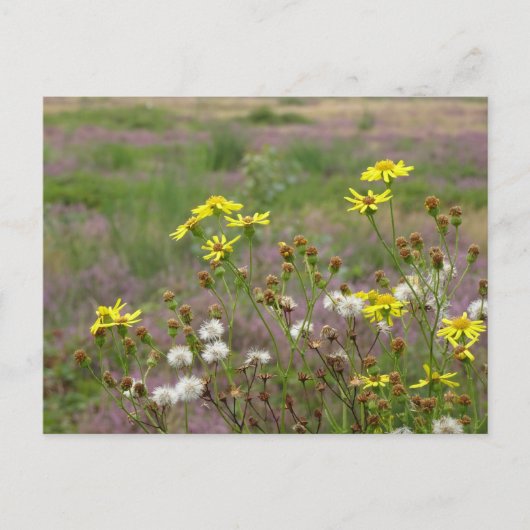 Fleurs jaunes et blanches do-it-yourself carte pos (Devant)
