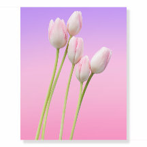 fleurs joli rose Tulips fleurs Art Poster