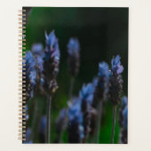 Fleurs lavande bleu pastel violet (Devant)