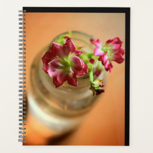 Fleurs Magenta