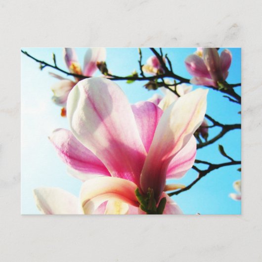 Fleurs Magnolia - Carte postale (Devant)