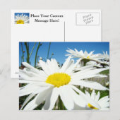 Fleurs marguerites blanches Cartes postales du jar (Devant / Derrière)