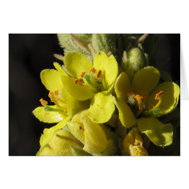 Fleurs Mullen (Devant horizontal)