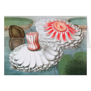 Fleurs Nénuphars vintages dans un étang de jardin