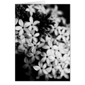 fleurs noires et blanches (Devant)