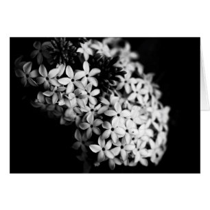 fleurs noires et blanches