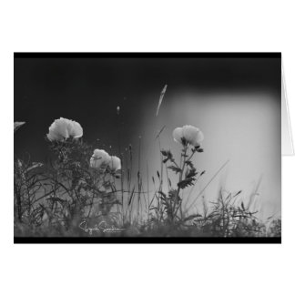 Fleurs noires et blanches