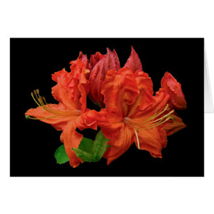 Fleurs oranges d'azalée