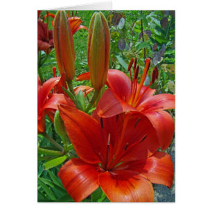 Fleurs oranges de lis