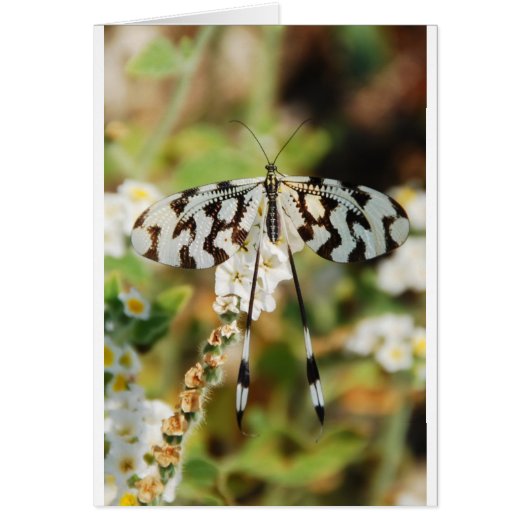 Fleurs Papillons Floraison Mariage Bain de Rêve (Devant)