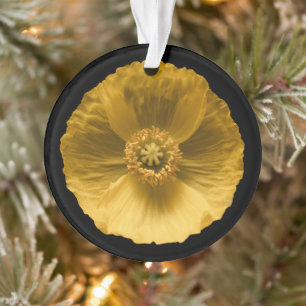Fleurs Pavot jaune