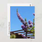 Fleurs pourpres du désert Carte postale (Devant / Derrière)