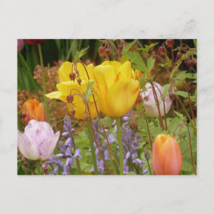 Fleurs Printemps Dans Carte Postale Bordure