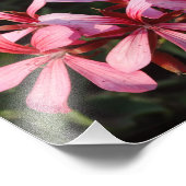 Fleurs roses Blossoms Papier photo Impression (Coin)