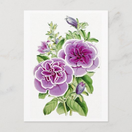 Fleurs roses Carte Postale Botanique Vintage (Devant)