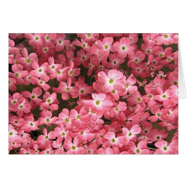 Fleurs roses de cornouiller (Devant Horizontal)