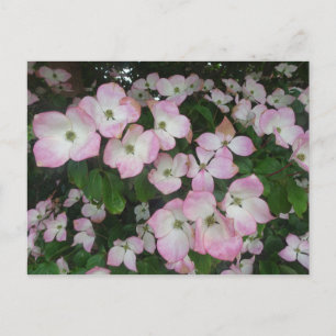 Fleurs roses do-it-yourself Carte postale