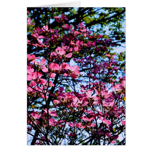 Fleurs roses élégantes florales floraison Dogwood  (Devant)