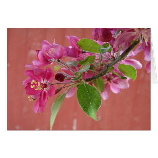 Fleurs roses sur arbre, Fête des Mères (Devant horizontal)